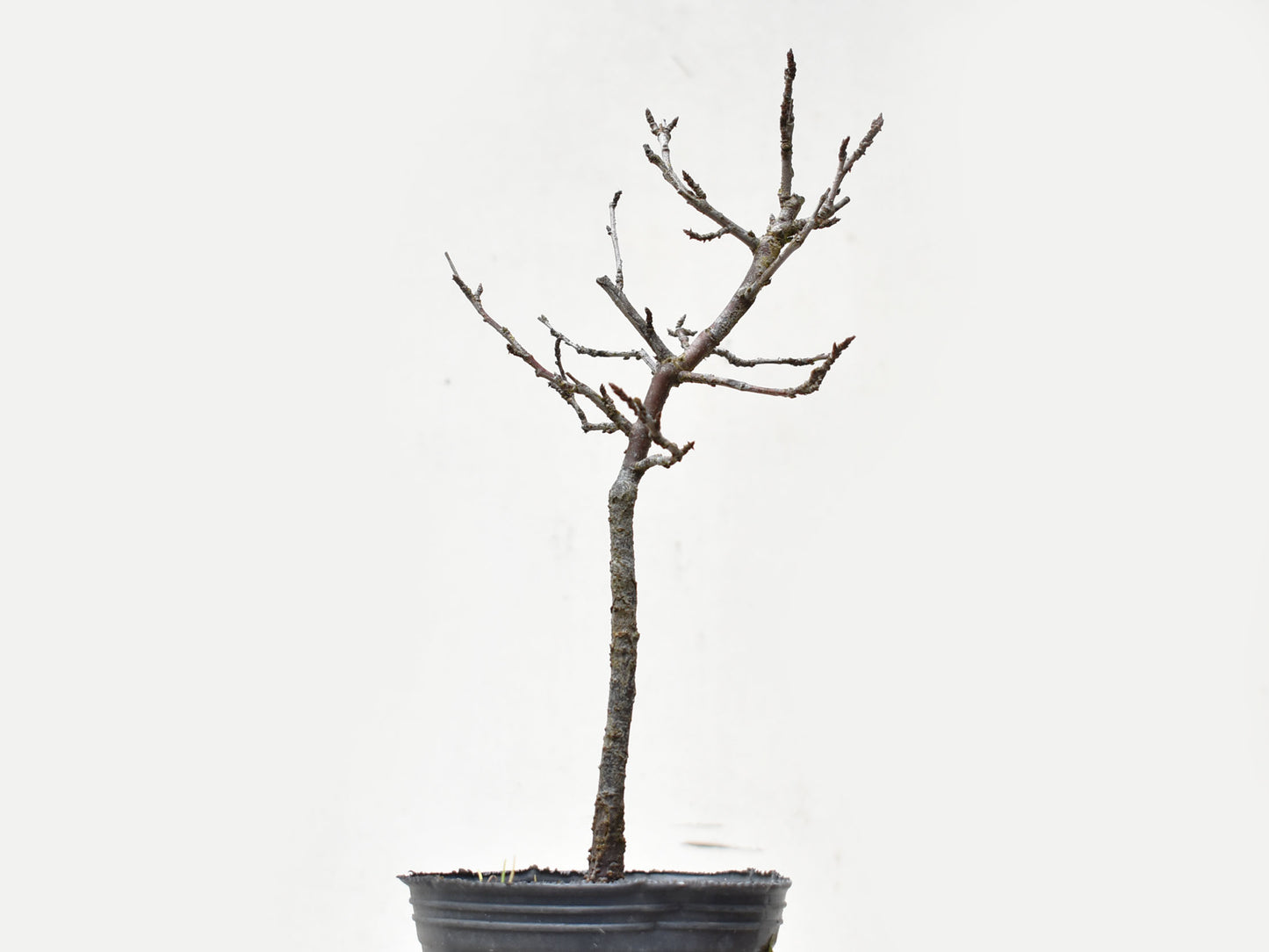 ENDRINO (Prunus Spinosa)