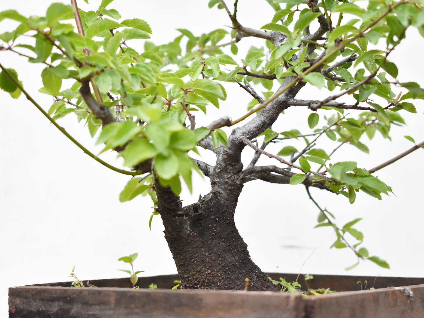 ENDRINO (Prunus Spinosa)