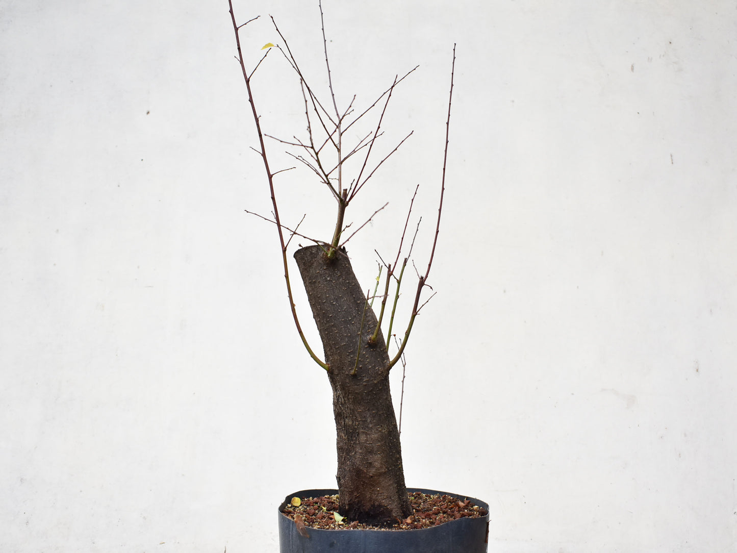 CIRUELO SILVESTRE (Prunus Cerasifera)
