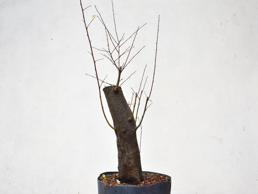 CIRUELO SILVESTRE (Prunus Cerasifera)