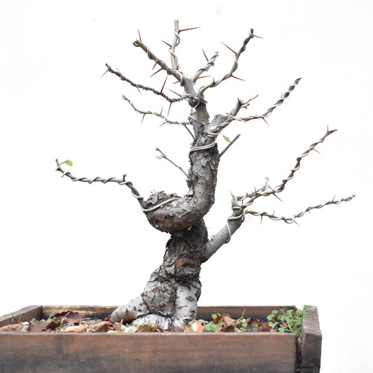 CRATAEGUS (Crataegus Phaenophylum)