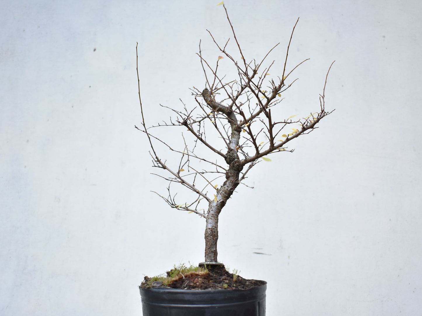 OLMO CHINO (Ulmus Parvifolia)