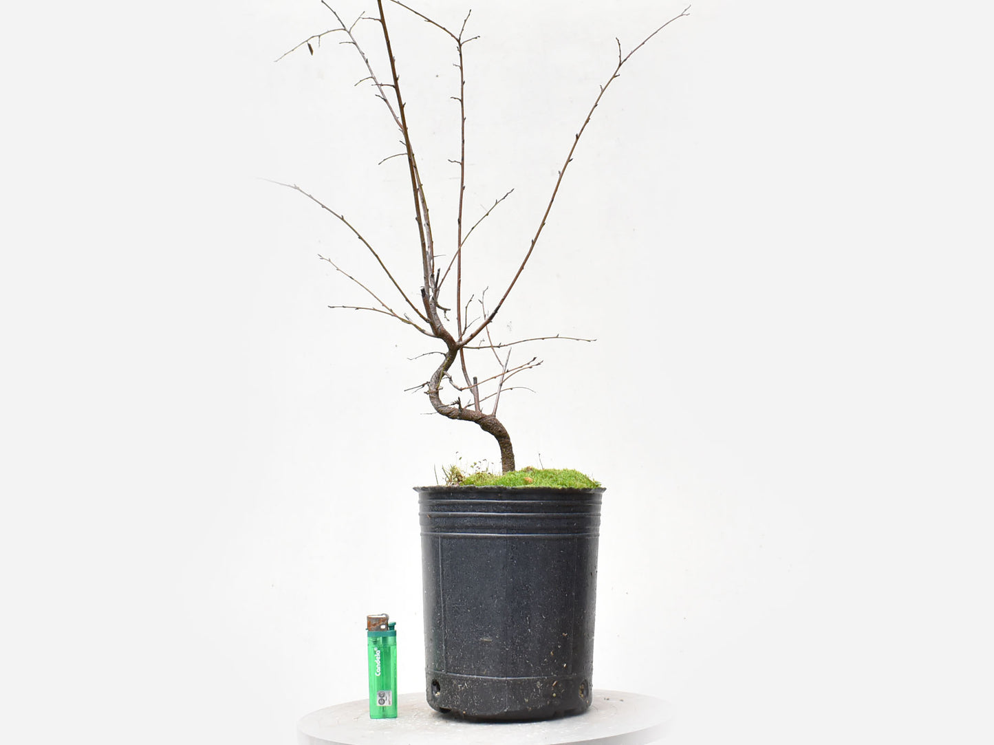 ENDRINO (Prunus Spinosa)