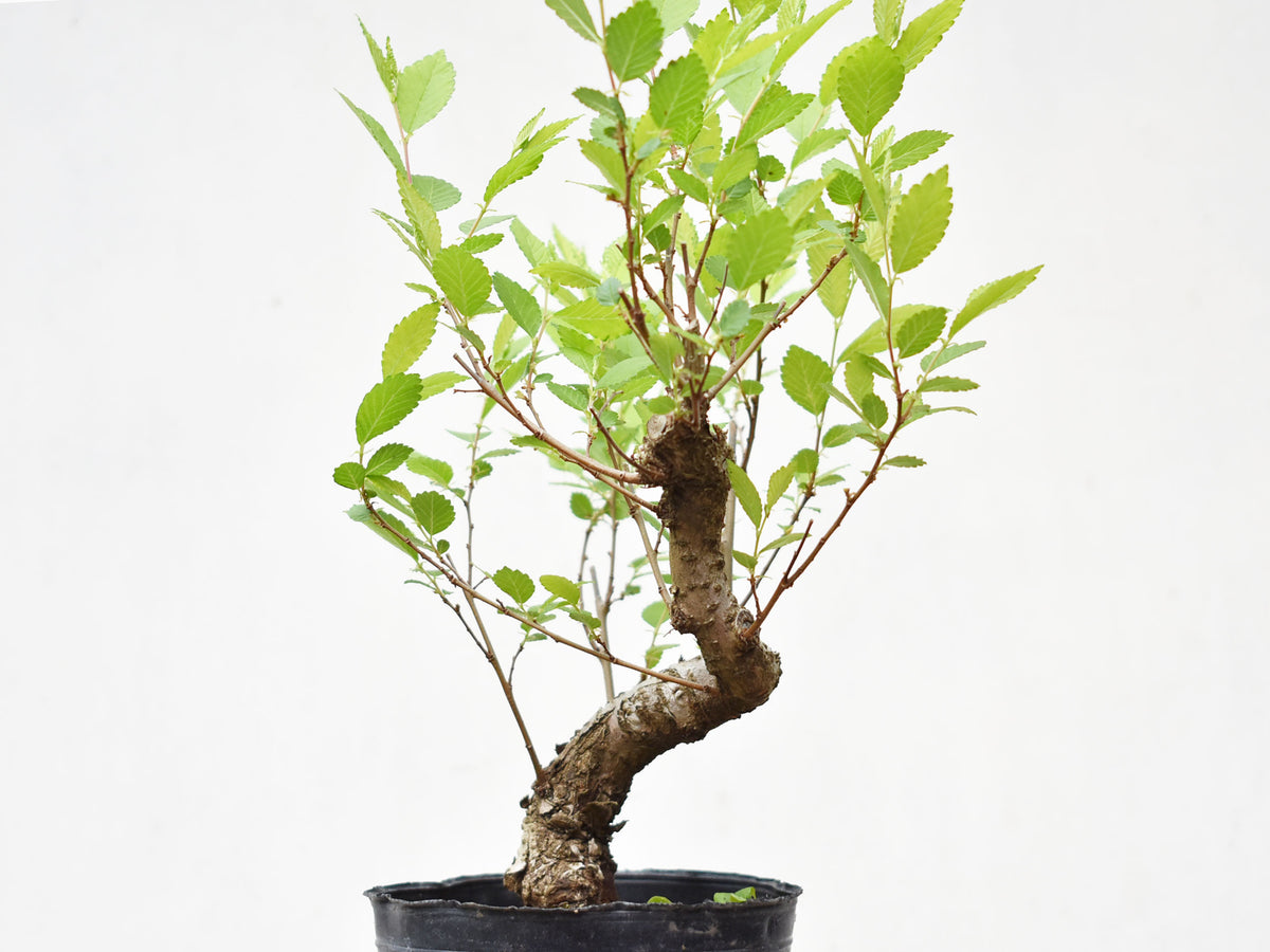 OLMO (Ulmus Minor)