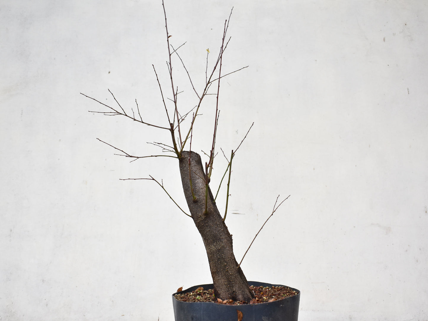 CIRUELO SILVESTRE (Prunus Cerasifera)