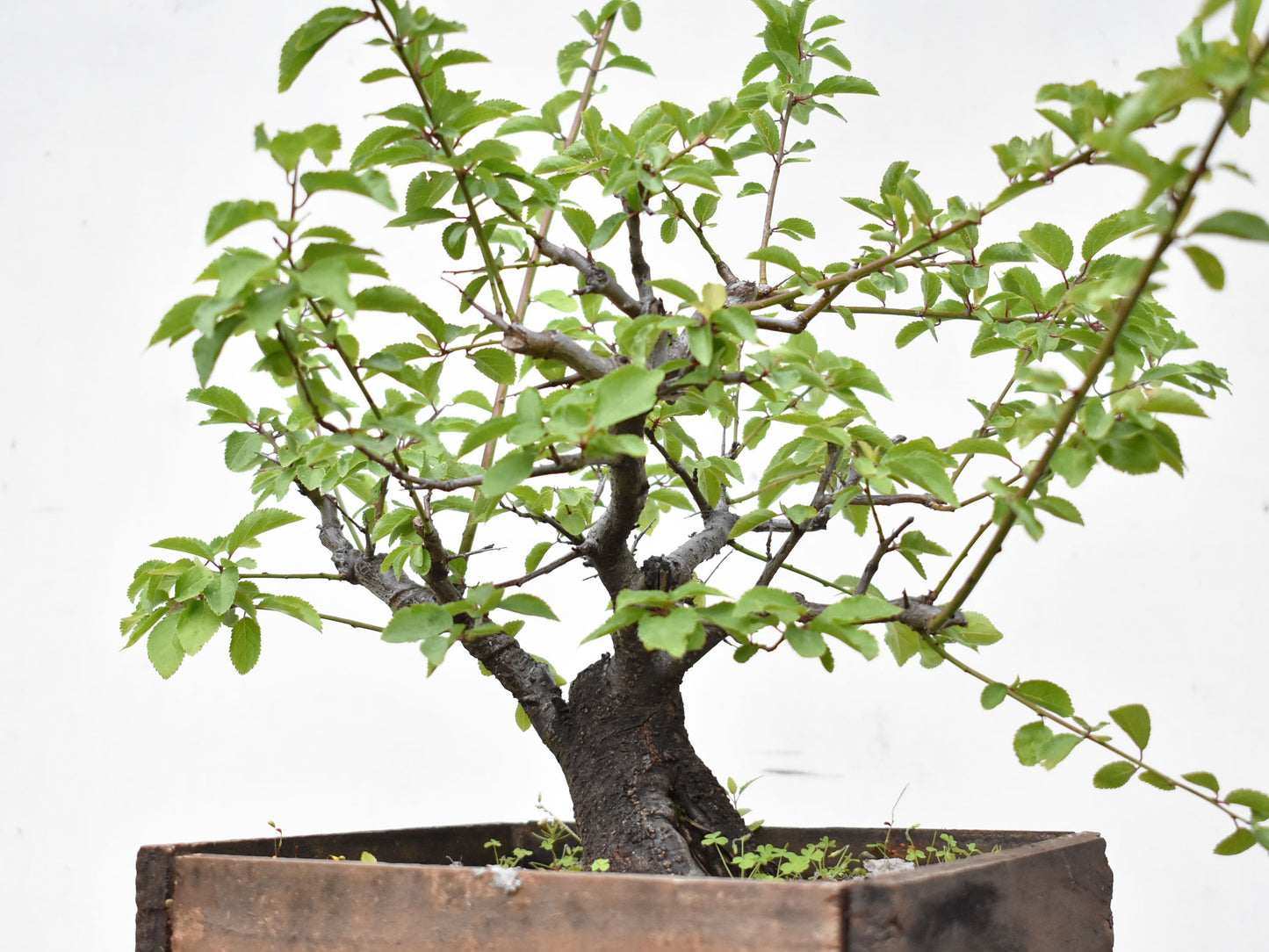 ENDRINO (Prunus Spinosa)