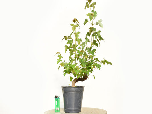 KAEDE (Arce Buergerianum)