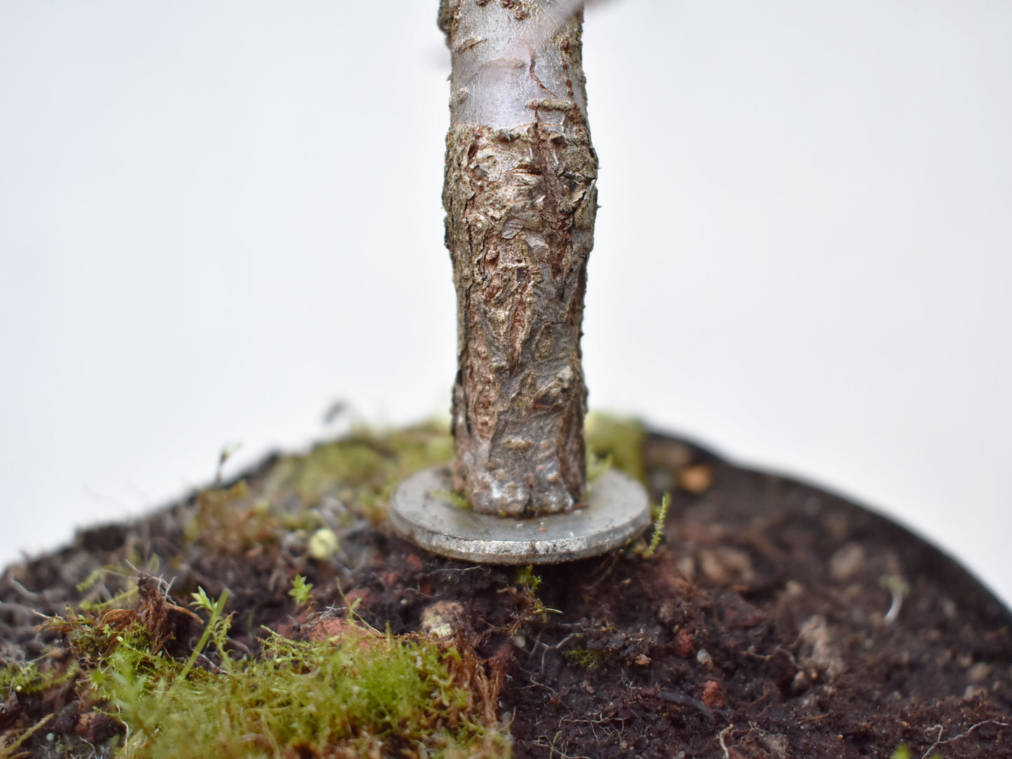 OLMO CHINO (Ulmus Parvifolia)