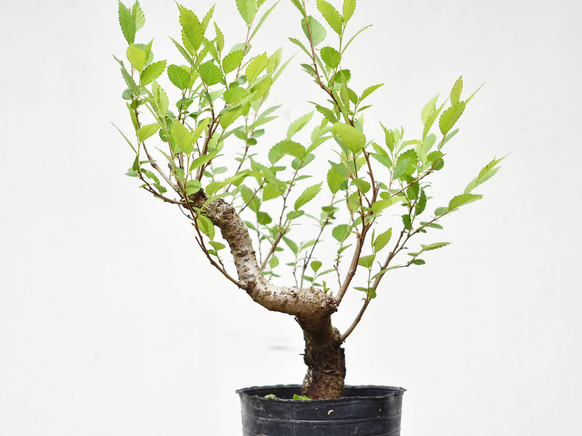 OLMO (Ulmus Minor)