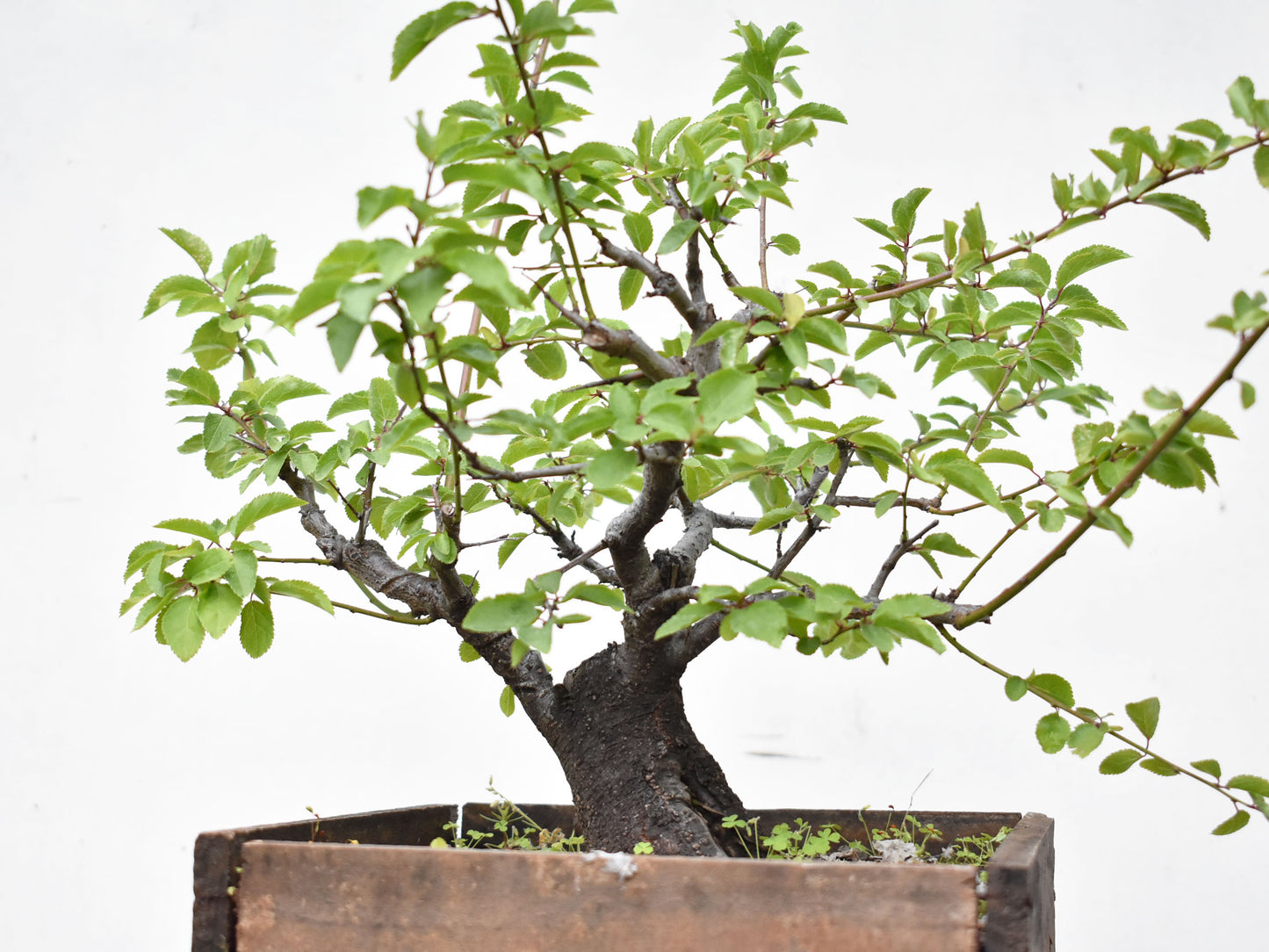 ENDRINO (Prunus Spinosa)