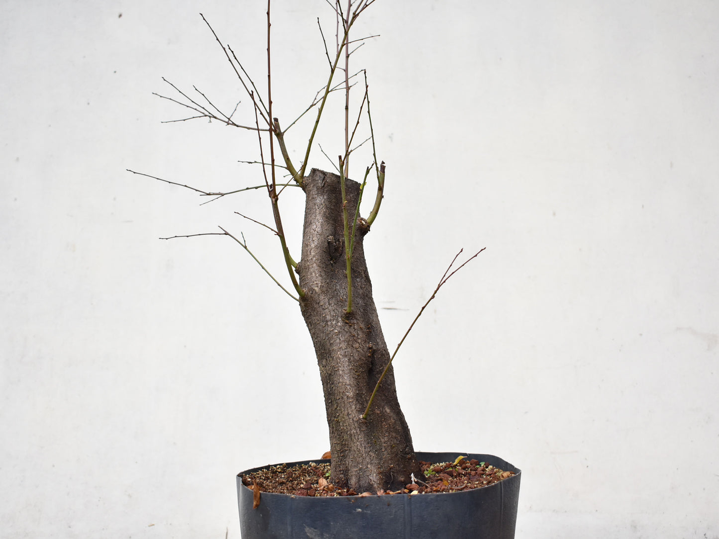 CIRUELO SILVESTRE (Prunus Cerasifera)