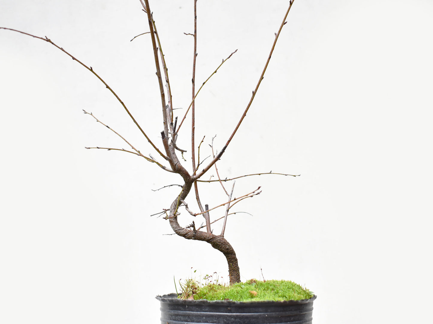 ENDRINO (Prunus Spinosa)
