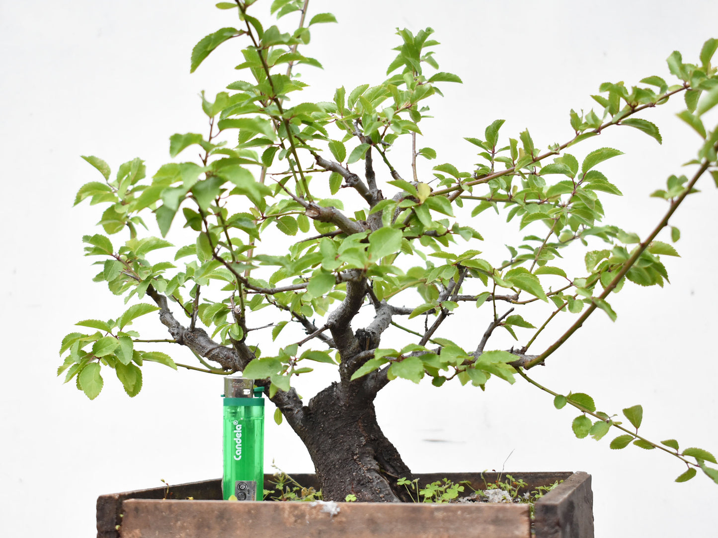 ENDRINO (Prunus Spinosa)