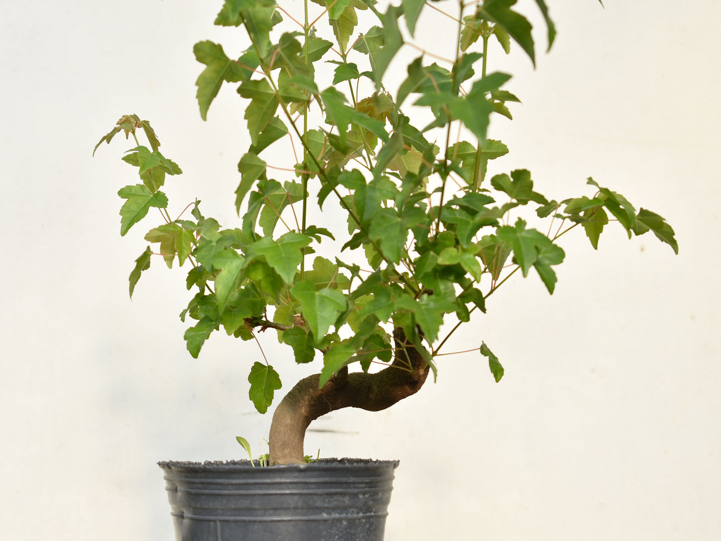 KAEDE (Arce Buergerianum)