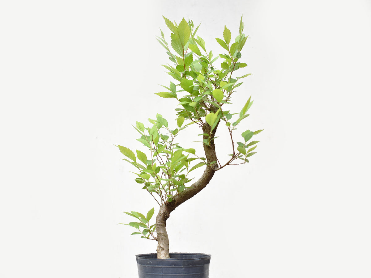 OLMO CHINO (Ulmus Parvifolia)