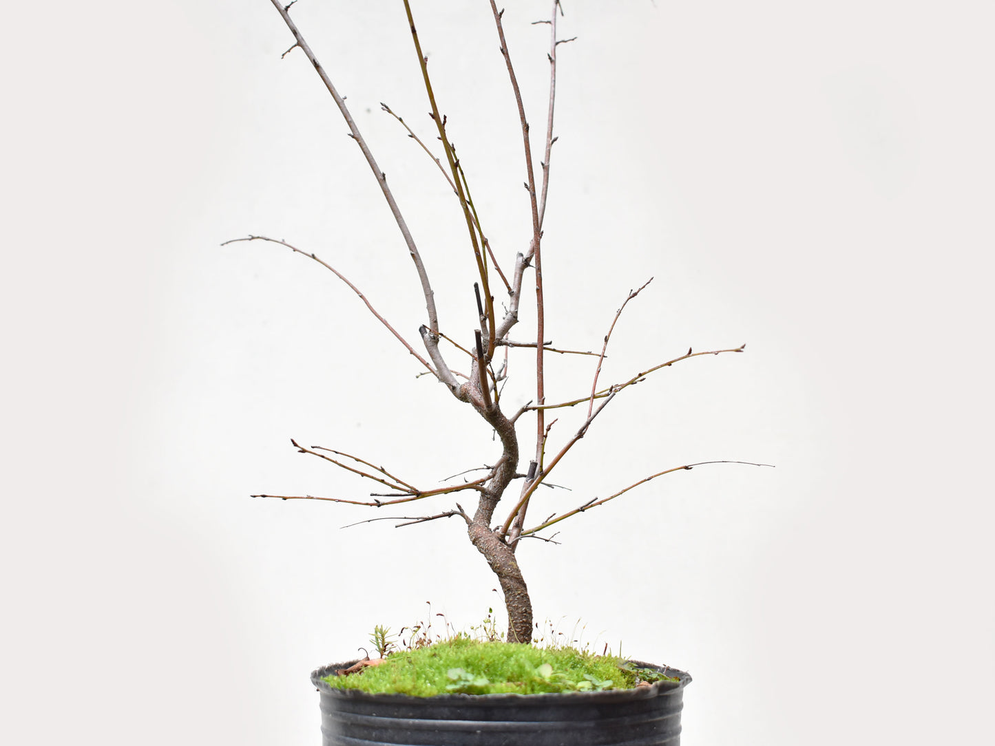 ENDRINO (Prunus Spinosa)