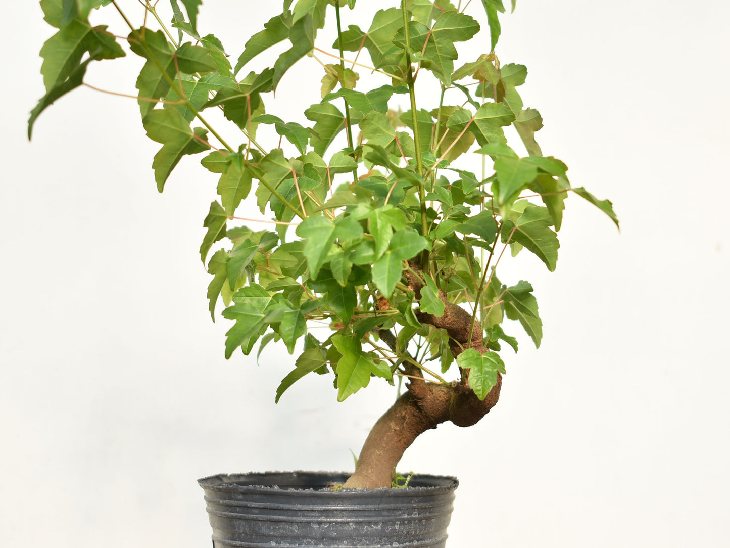 KAEDE (Arce Buergerianum)