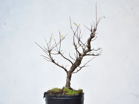 OLMO CHINO (Ulmus Parvifolia)