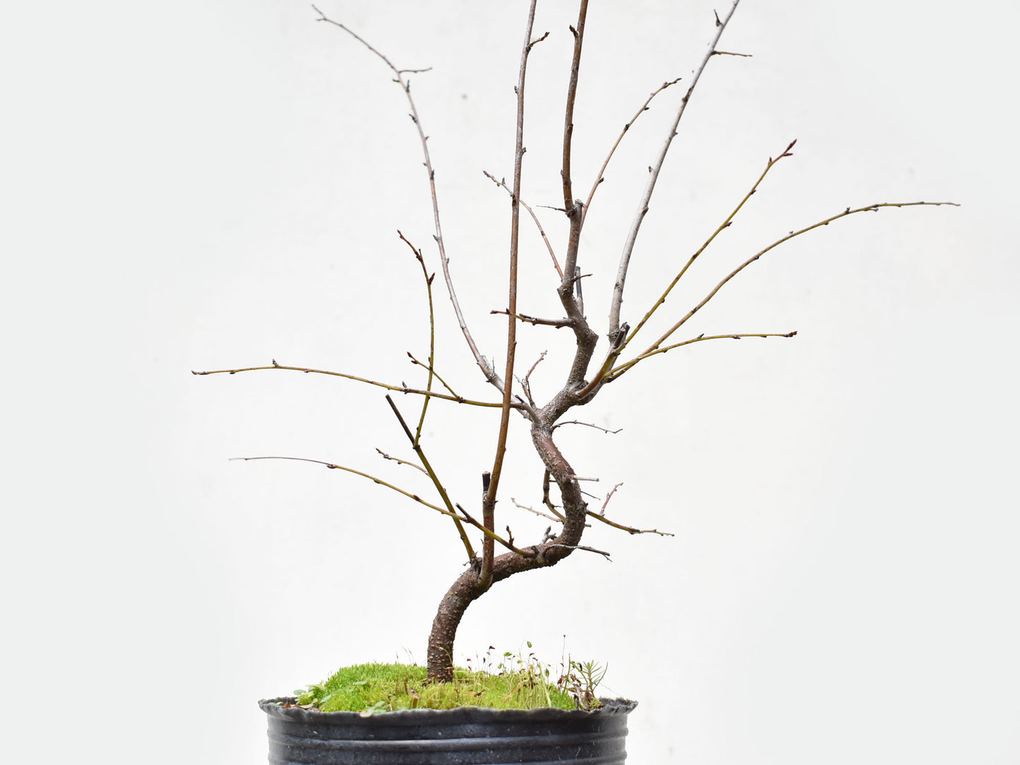 ENDRINO (Prunus Spinosa)