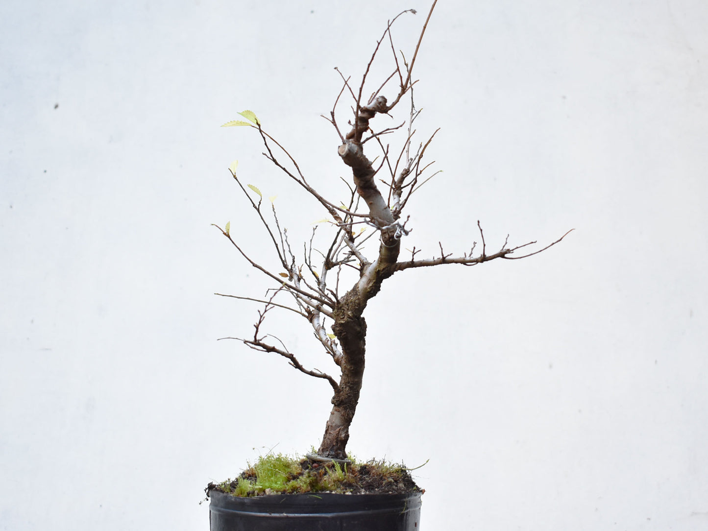 OLMO CHINO (Ulmus Parvifolia)