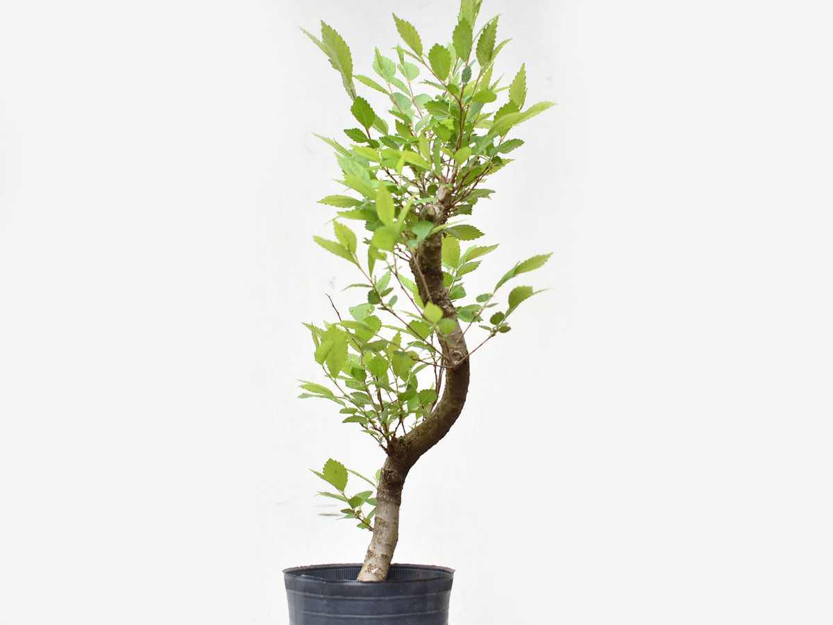 OLMO CHINO (Ulmus Parvifolia)