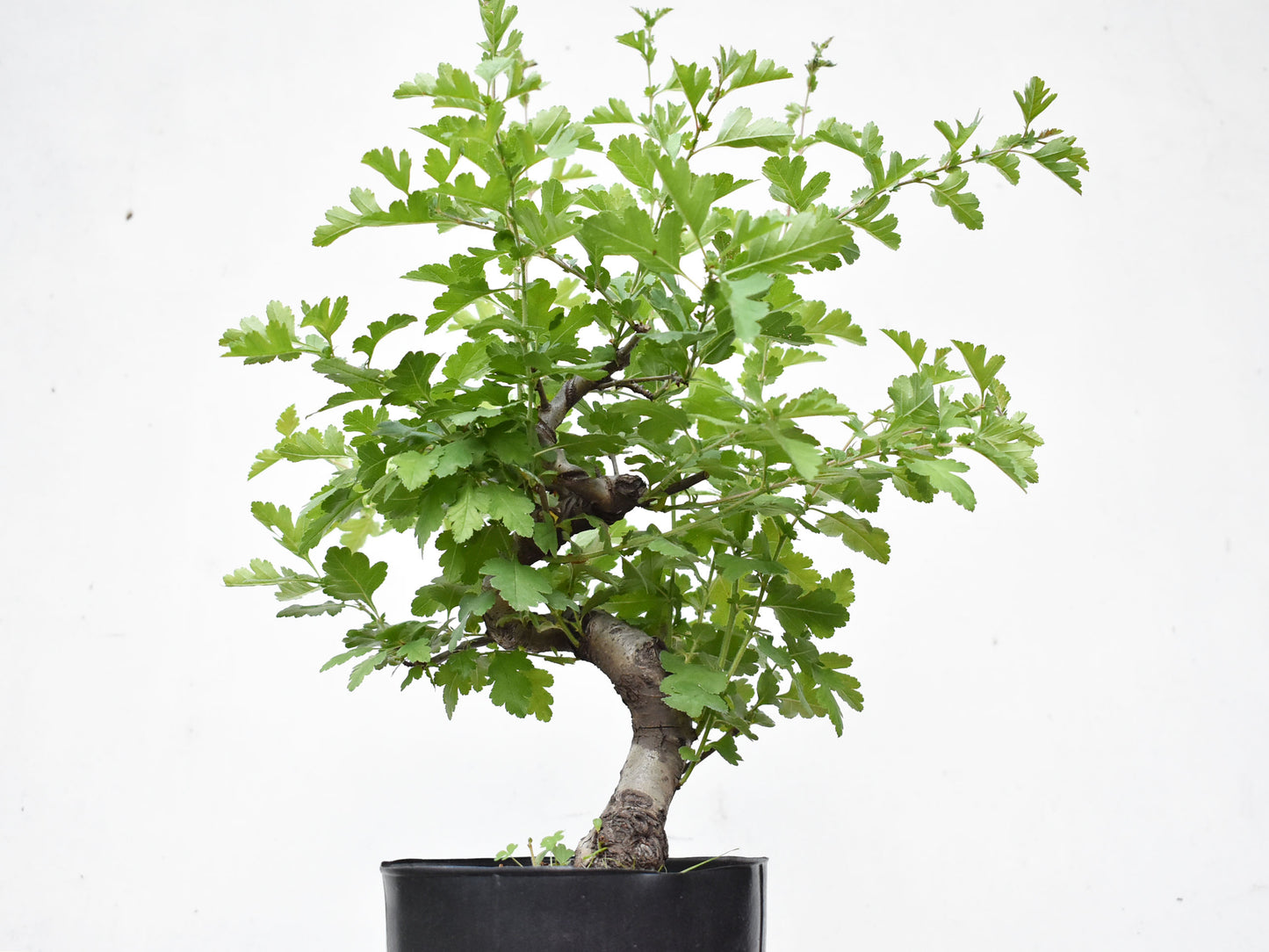 ESPINO BLANCO (Crataegus Monogyna)