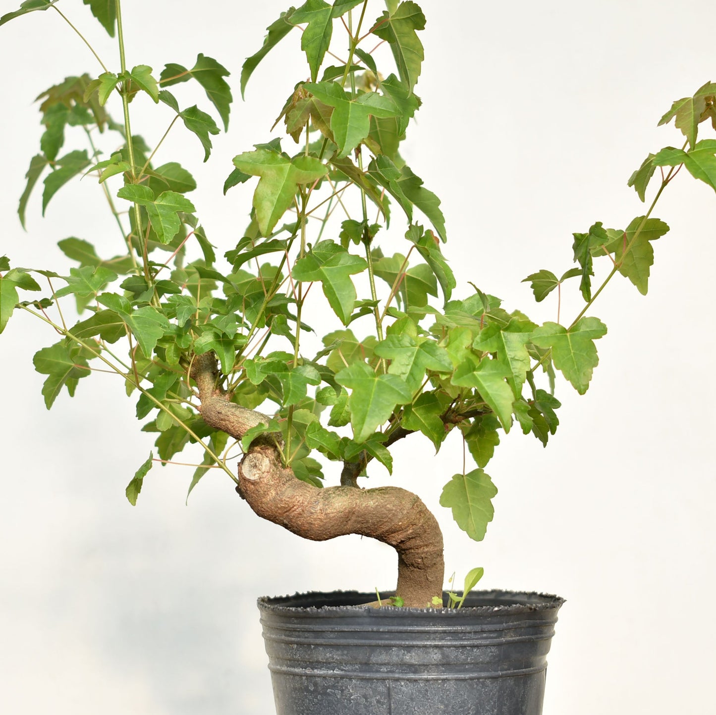 KAEDE (Arce Buergerianum)