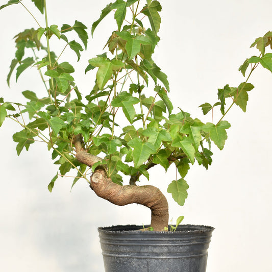 KAEDE (Arce Buergerianum)