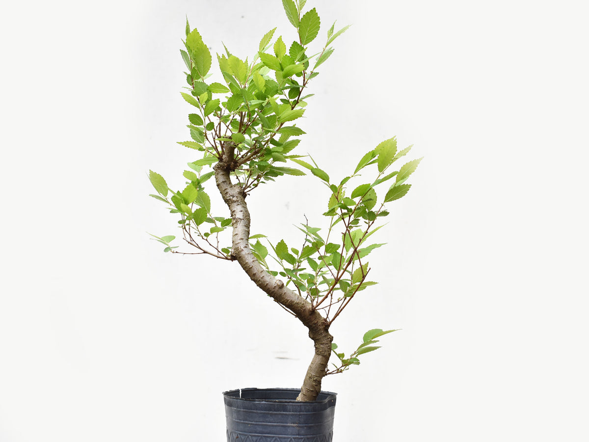 OLMO CHINO (Ulmus Parvifolia)