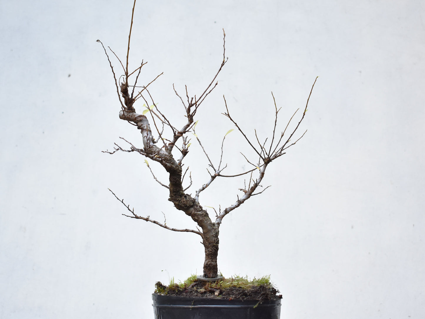 OLMO CHINO (Ulmus Parvifolia)