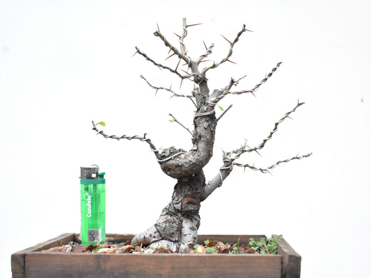 CRATAEGUS (Crataegus Phaenophylum)
