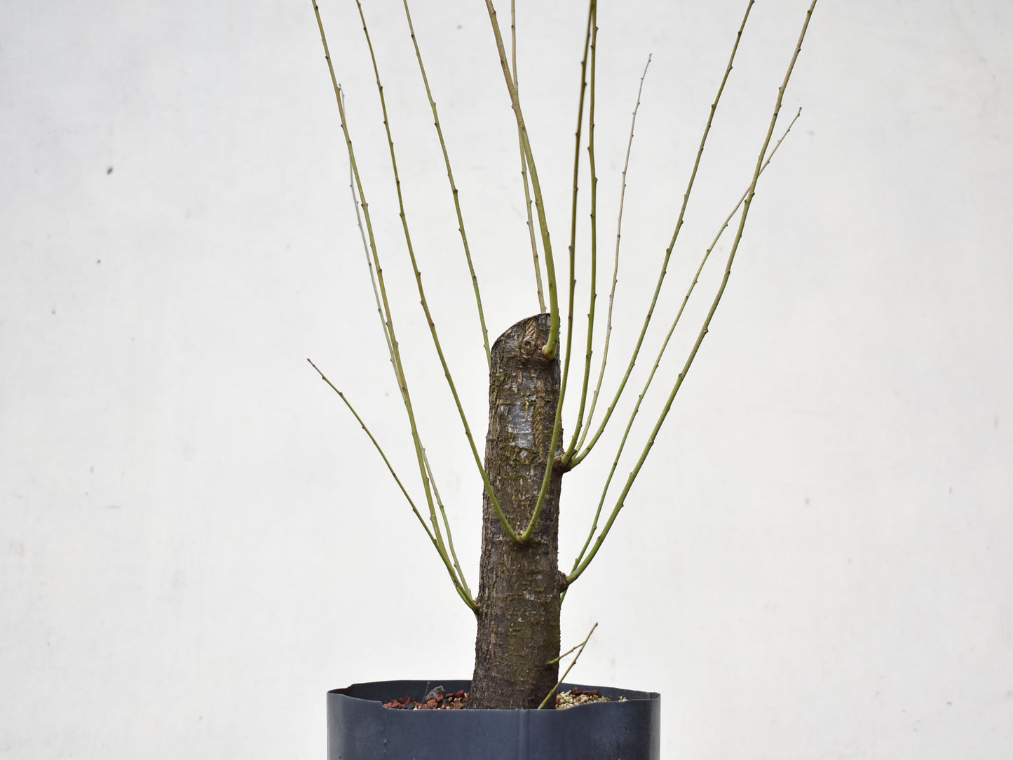 CIRUELO SILVESTRE (Prunus Cerasifera)