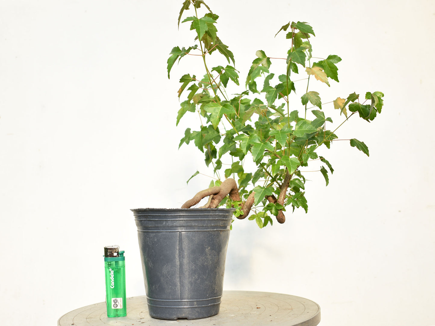 KAEDE (Arce Buergerianum)