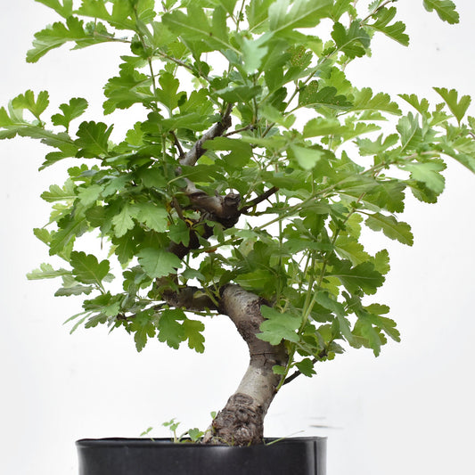 ESPINO BLANCO (Crataegus Monogyna)