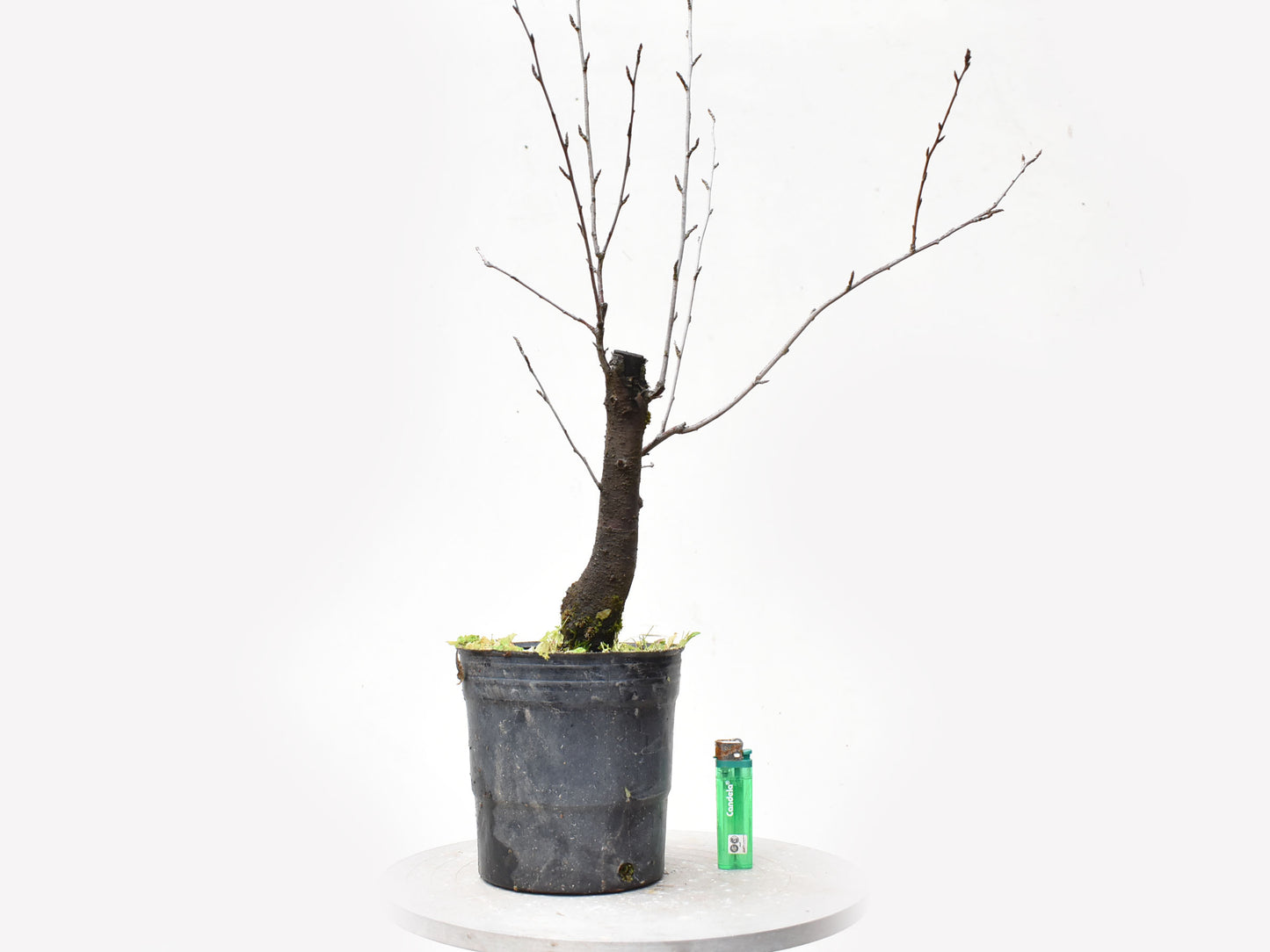 ENDRINO (Prunus Spinosa)