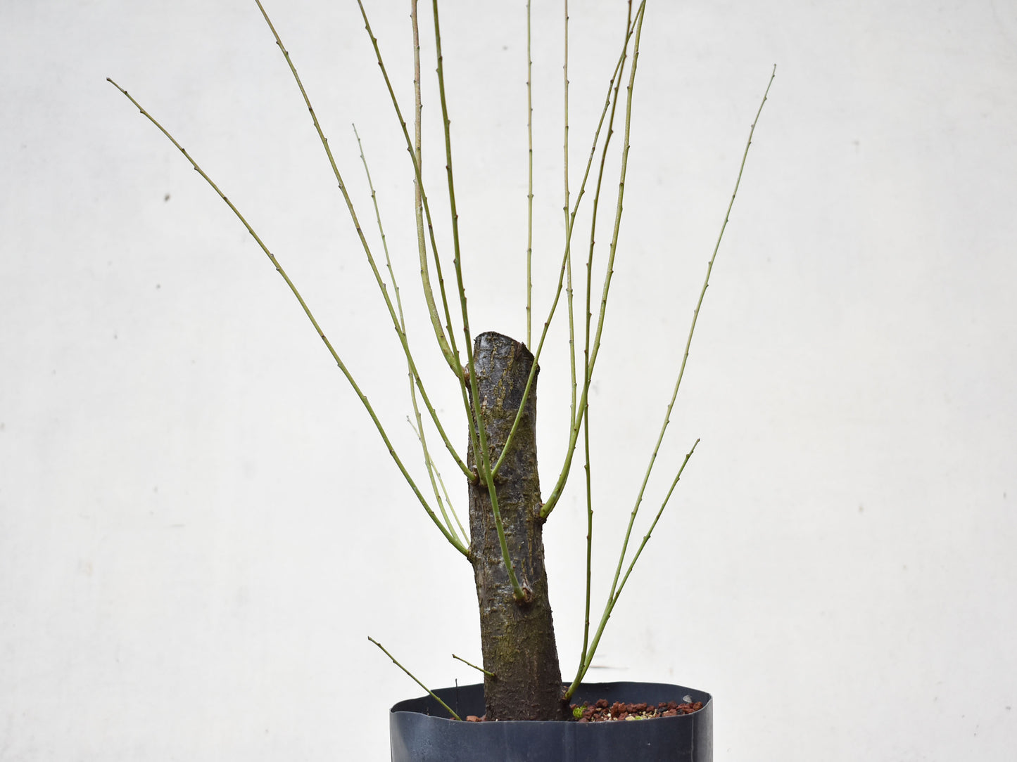 CIRUELO SILVESTRE (Prunus Cerasifera)