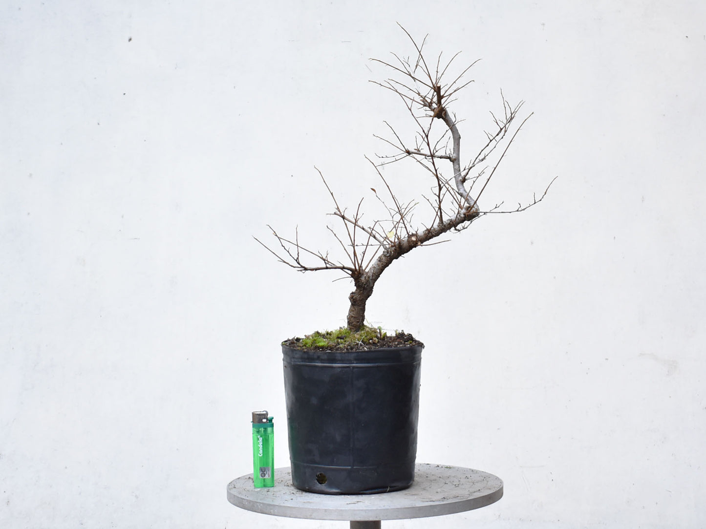 OLMO CHINO (Ulmus Parvifolia)