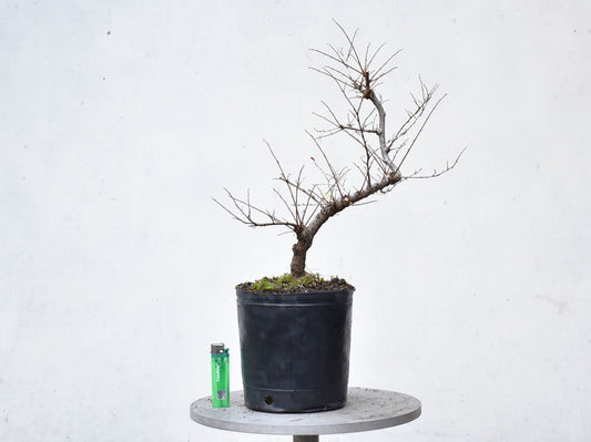OLMO CHINO (Ulmus Parvifolia)