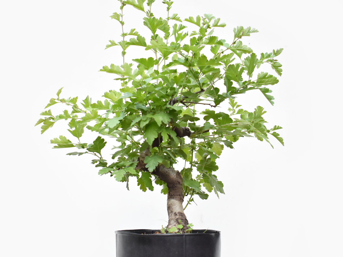 ESPINO BLANCO (Crataegus Monogyna)