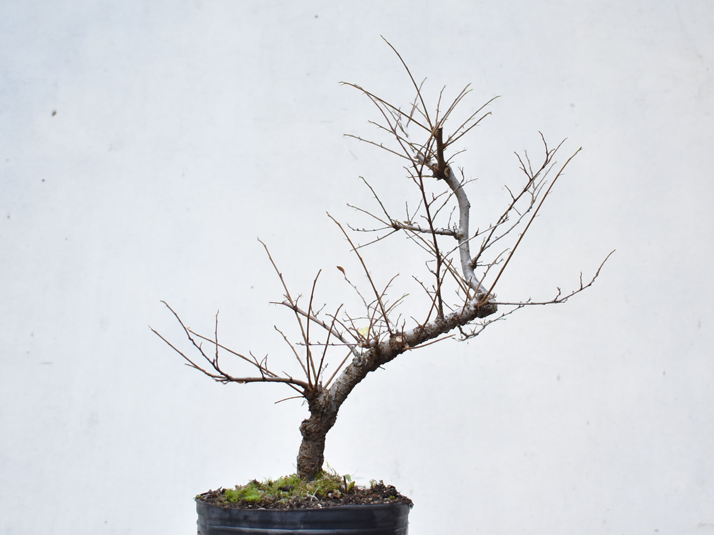 OLMO CHINO (Ulmus Parvifolia)