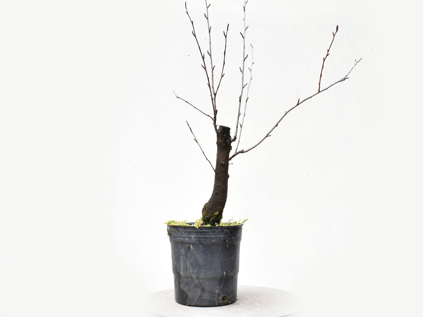 ENDRINO (Prunus Spinosa)