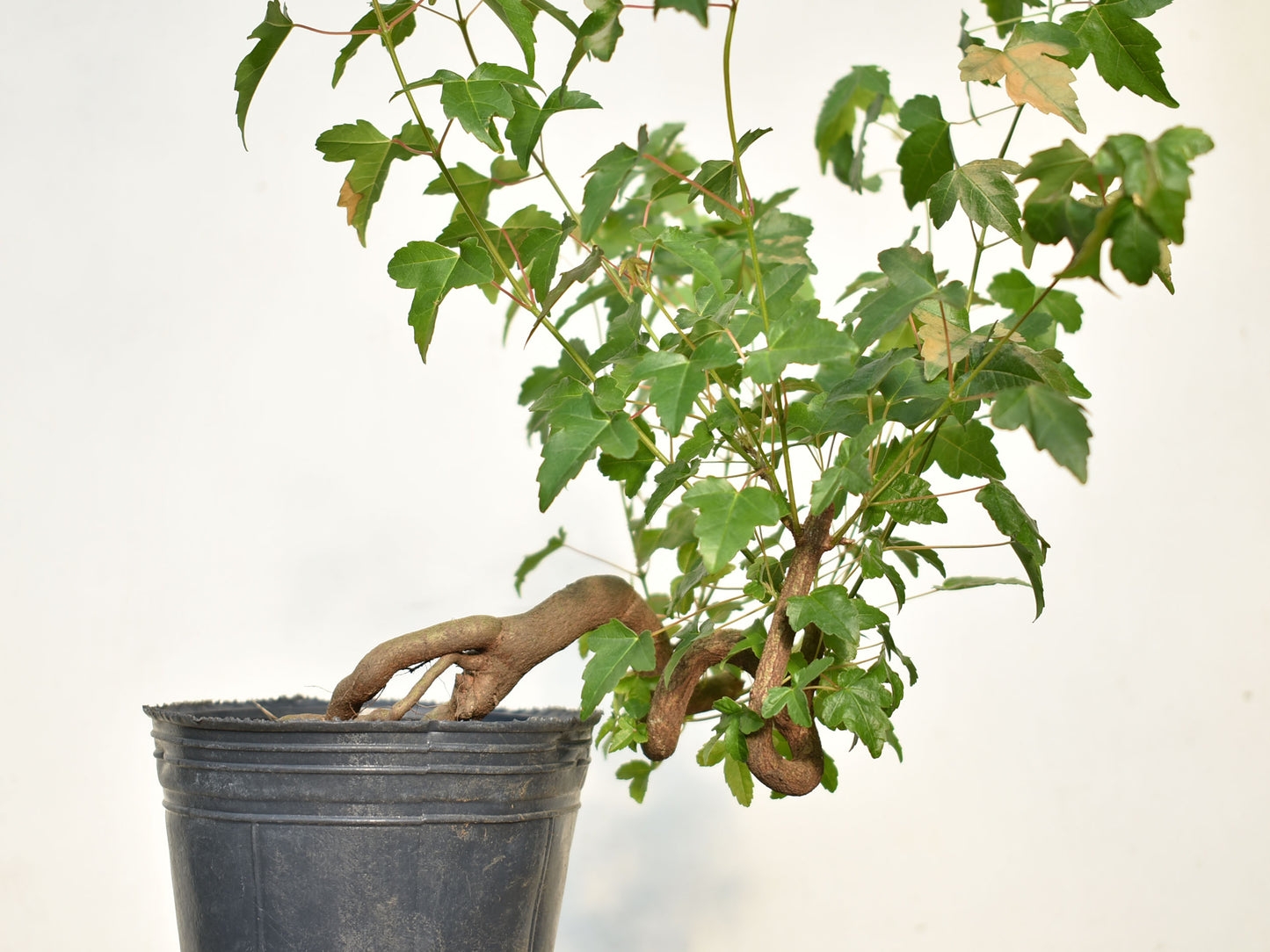 KAEDE (Arce Buergerianum)