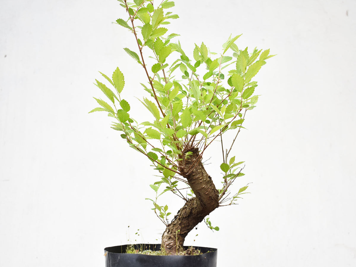 OLMO (Ulmus Minor)