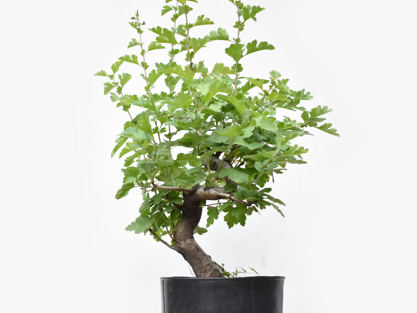 ESPINO BLANCO (Crataegus Monogyna)