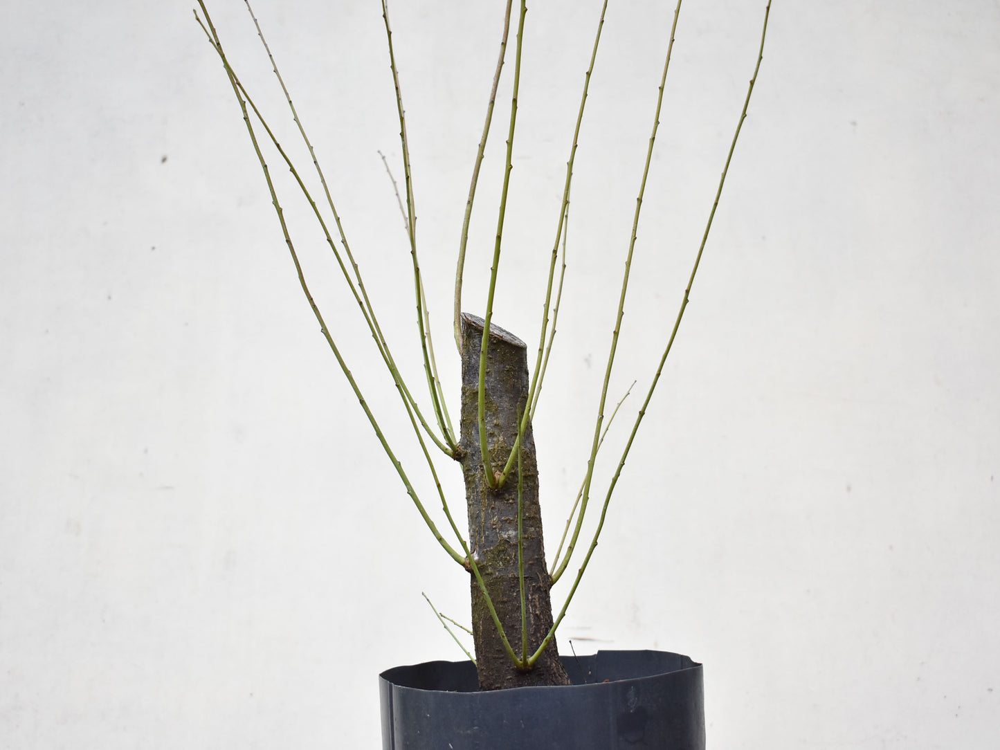 CIRUELO SILVESTRE (Prunus Cerasifera)
