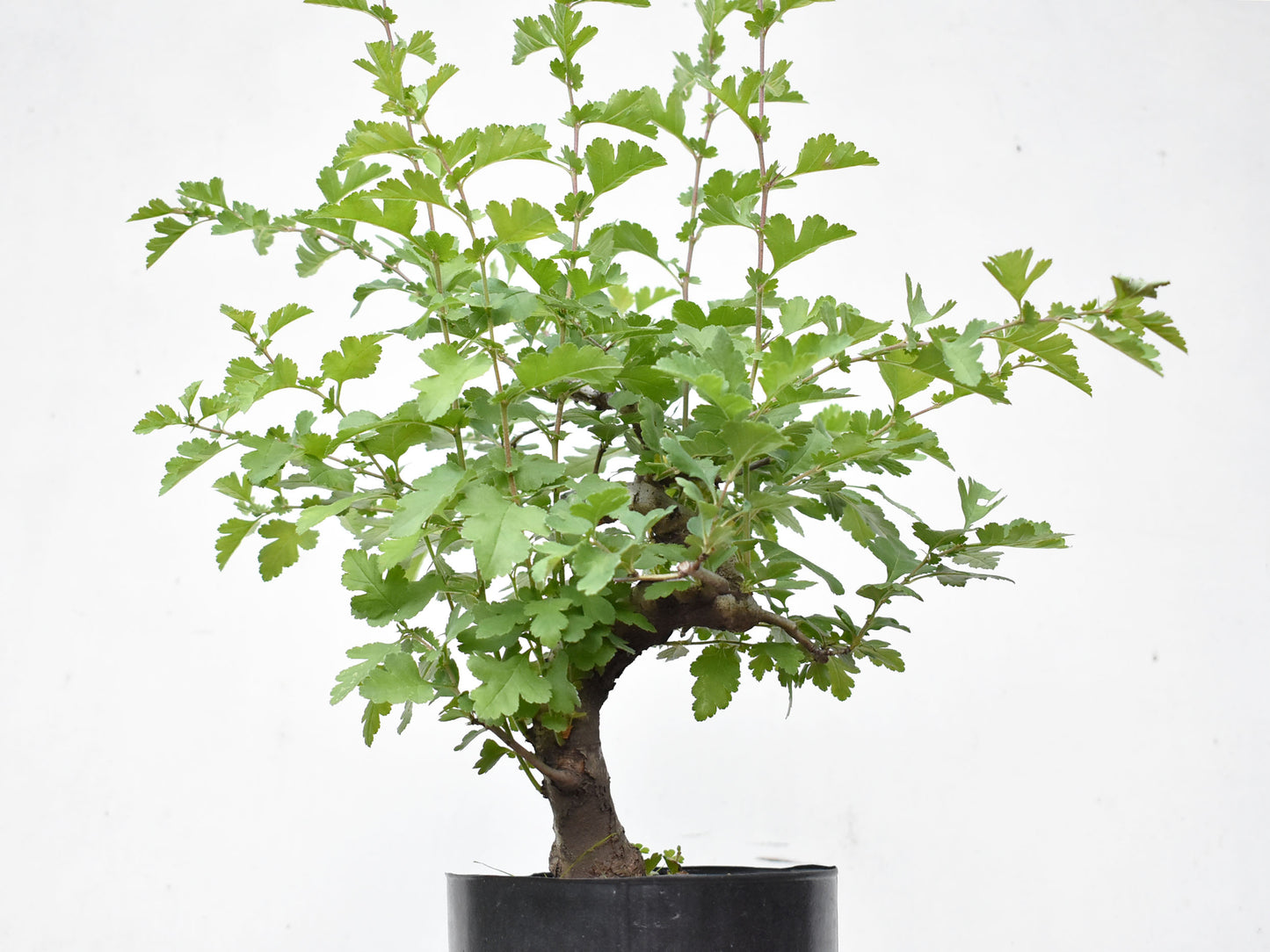 ESPINO BLANCO (Crataegus Monogyna)