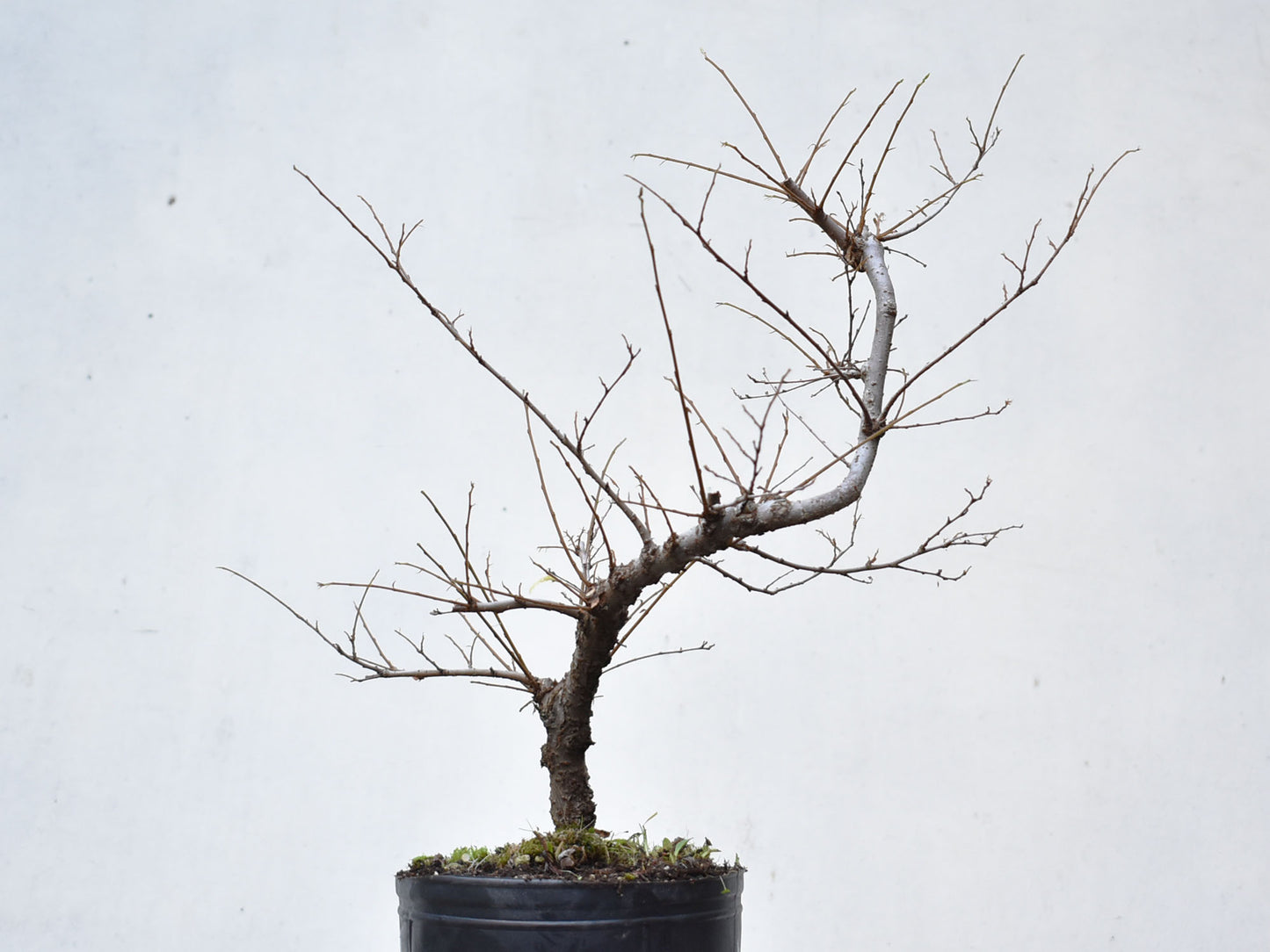 OLMO CHINO (Ulmus Parvifolia)