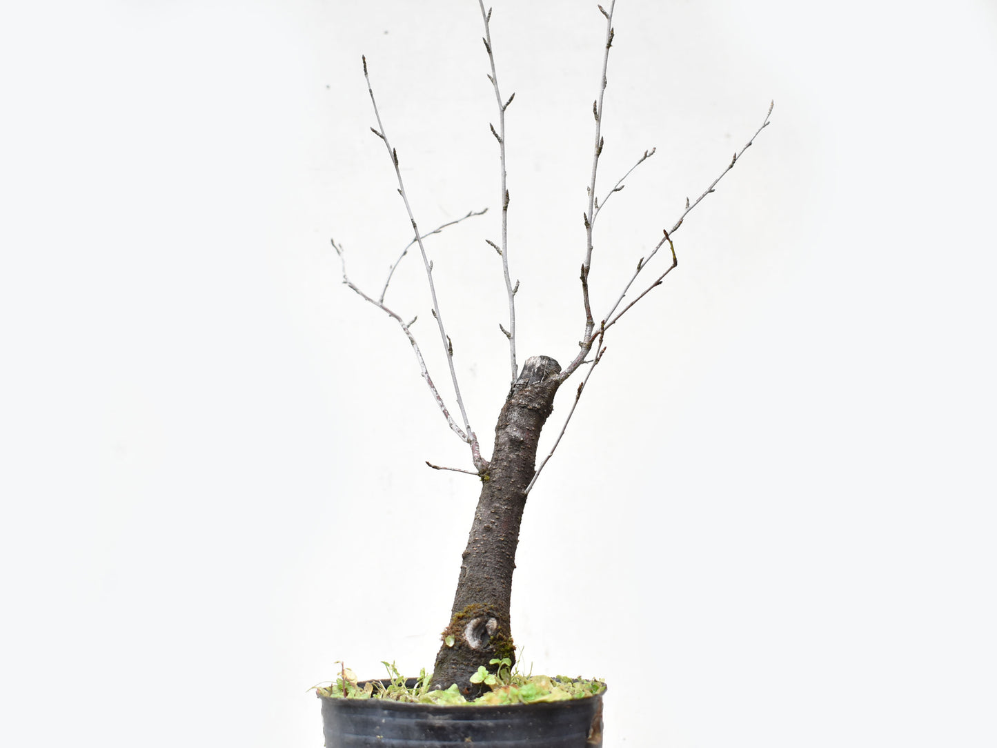 ENDRINO (Prunus Spinosa)