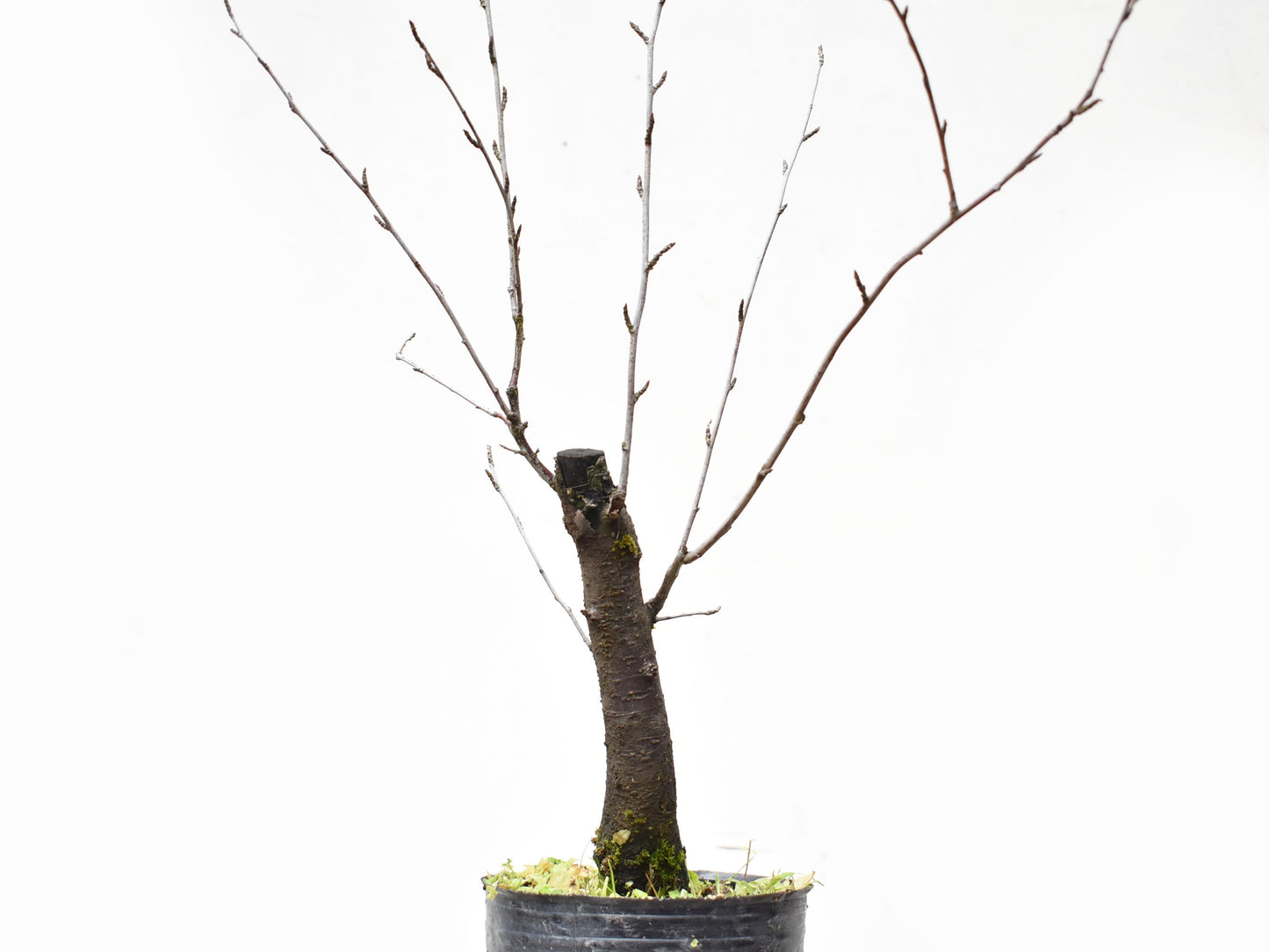 ENDRINO (Prunus Spinosa)