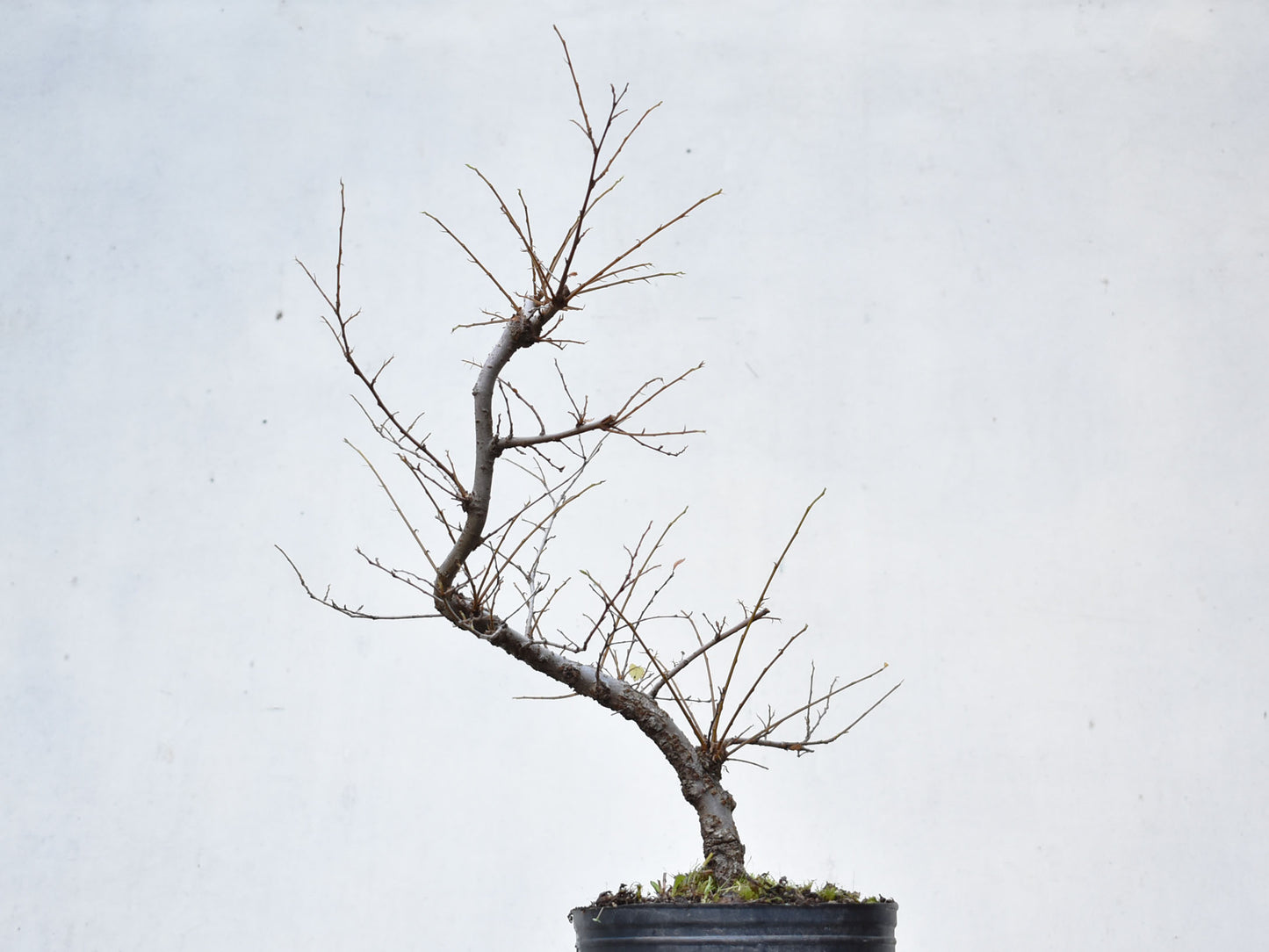OLMO CHINO (Ulmus Parvifolia)